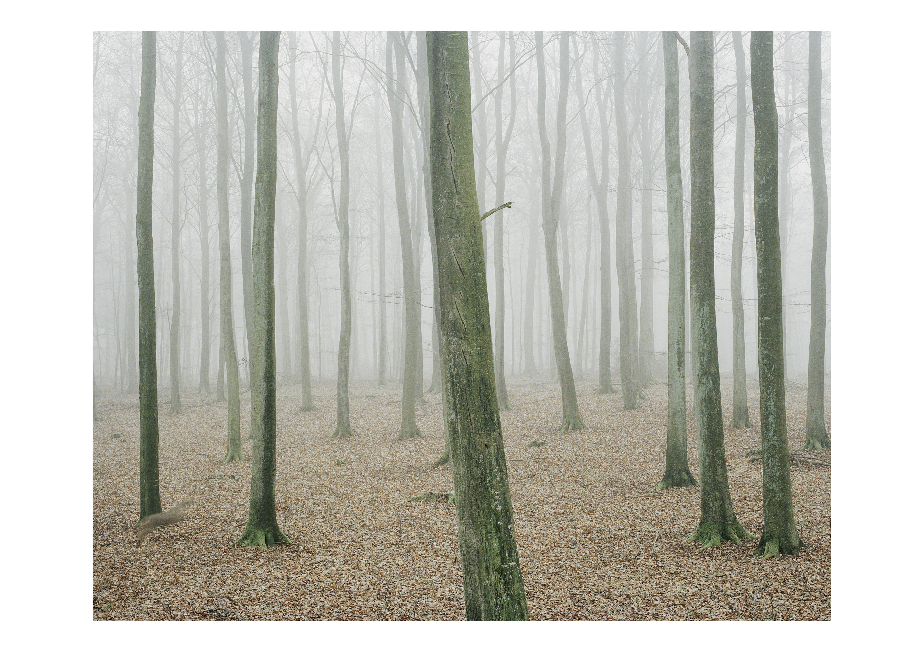 How to Hunt, Kæmpehøjen, 2010, C-print, 230 x 287,5 cm.