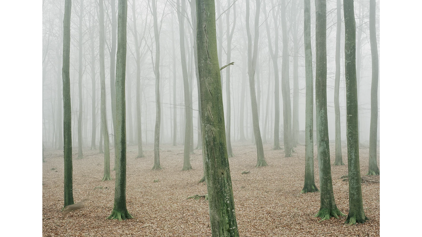 How to Hunt, Kæmpehøjen, 2010, C-print, 230 x 287,5 cm.